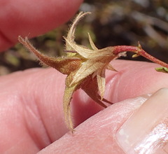 Hermannia grandiflora