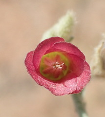 Hermannia gariepina