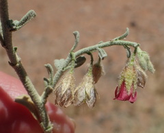 Hermannia gariepina