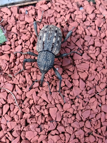 Sipalinus gigas