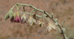 Hermannia gariepina