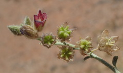 Hermannia gariepina