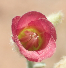 Hermannia gariepina