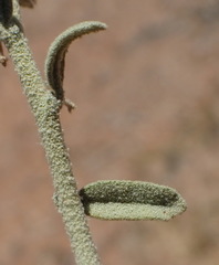 Hermannia gariepina