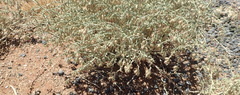 Hermannia gariepina