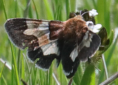 Heliothis proruptus