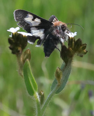 Heliothis proruptus