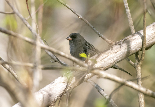 Grey Bunting (Emberiza variabilis), photo 3
