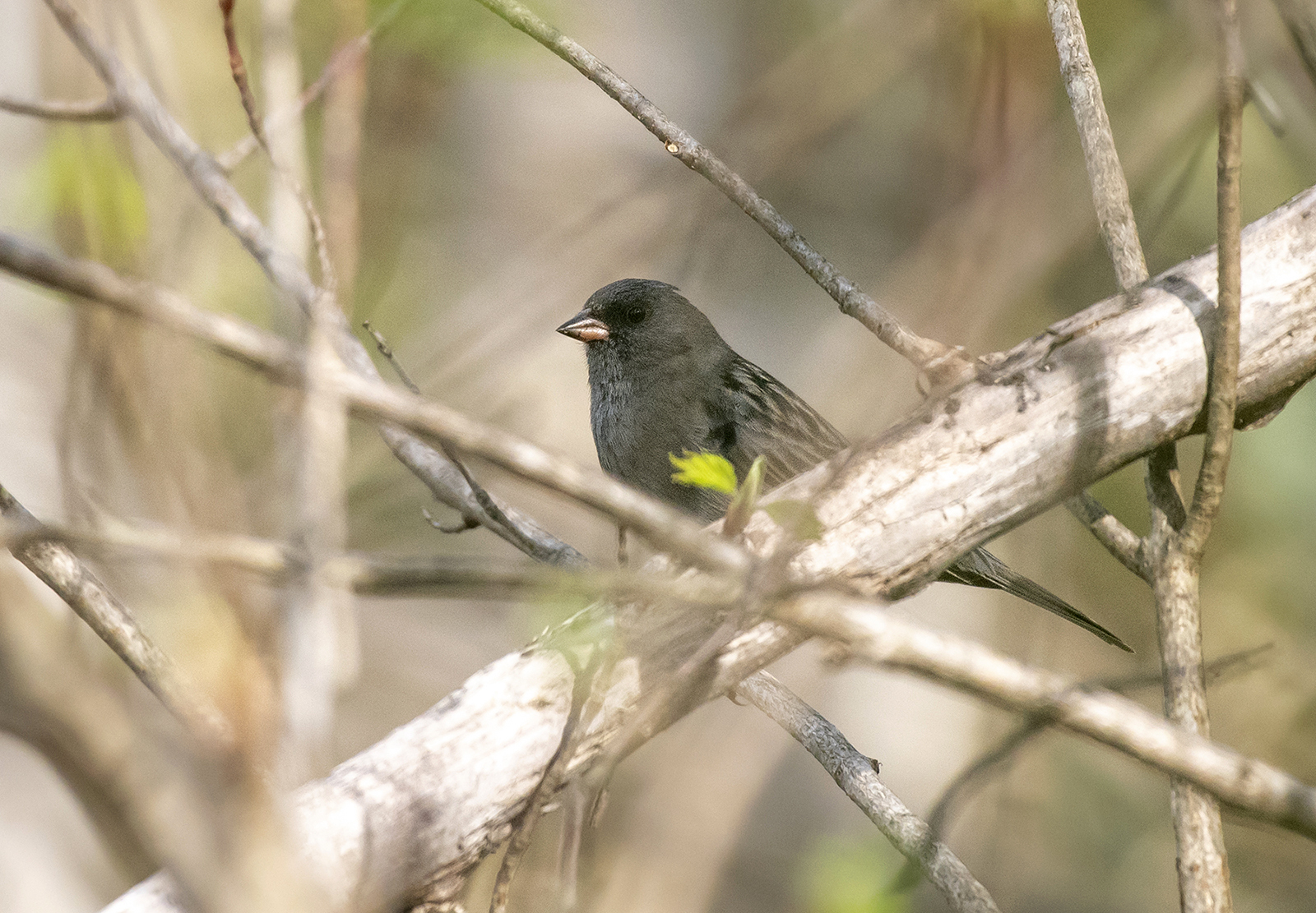 Grey Bunting (Emberiza variabilis), photo 3