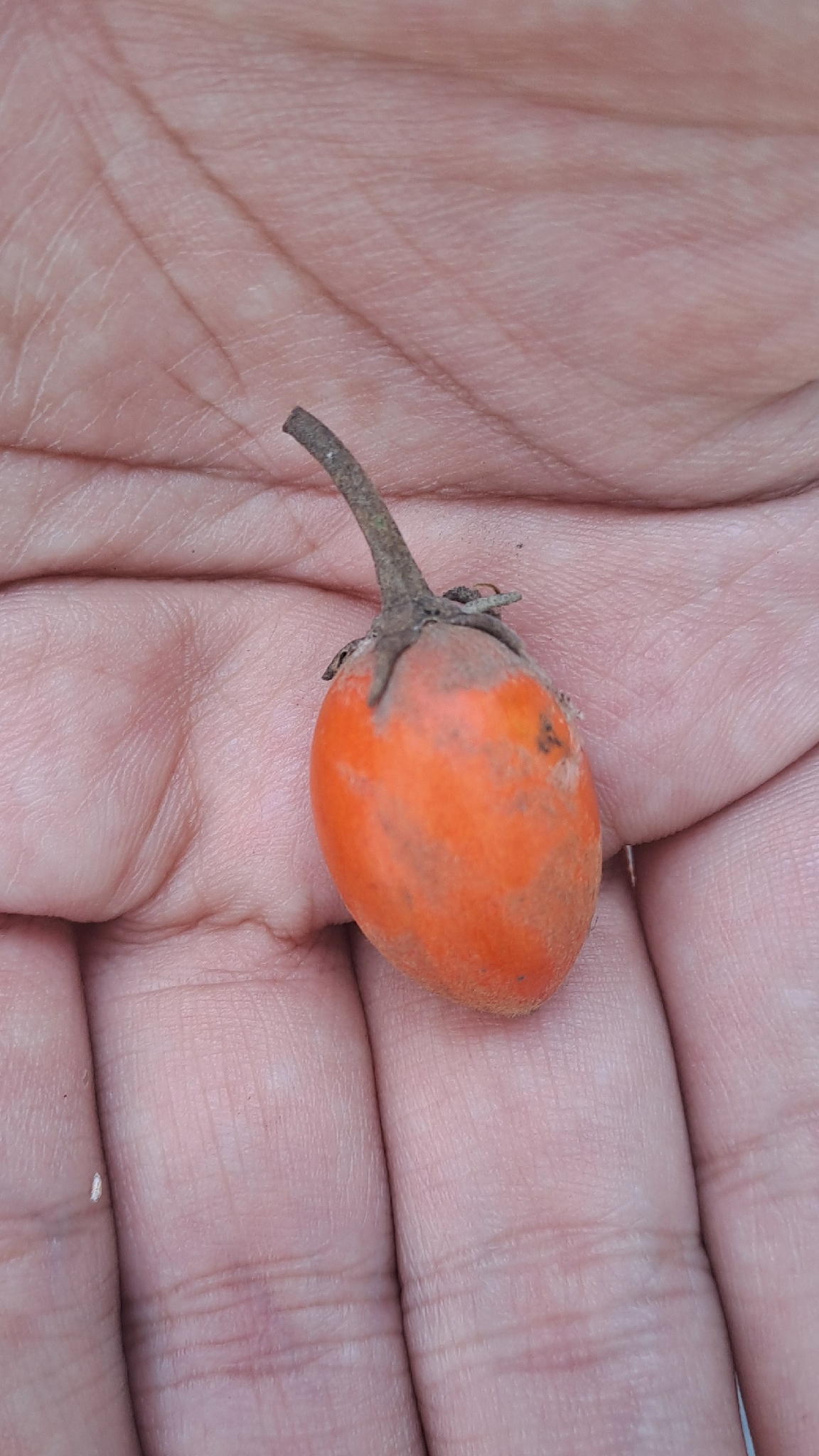 Mimusops elengi (Mimusops elengi)