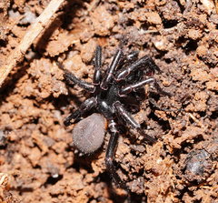 Hadronyche modesta