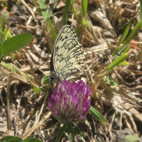 Marbled White