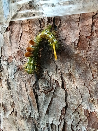 Calliteara abietis