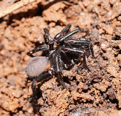Hadronyche modesta