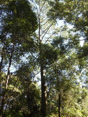Eucalyptus propinqua
