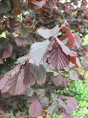 Corylus maxima