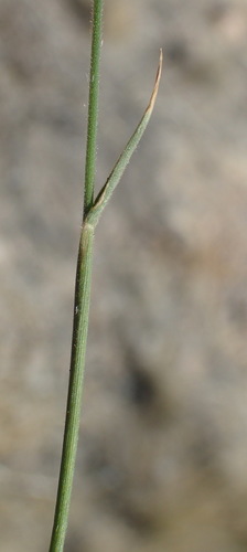 Image of Enneapogon scaber by (c) Nicola van Berkel, some rights reserved (CC BY-SA)