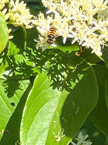 Transverse-banded Flower Fly