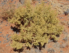 Zygophyllum