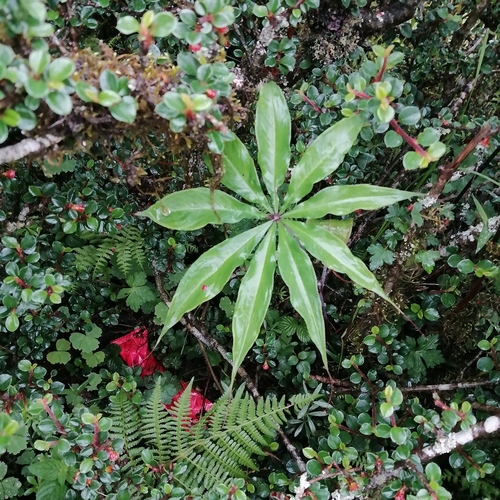 Himalayan cobra lily