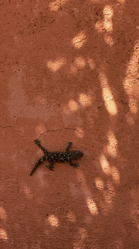 Moorish Gecko