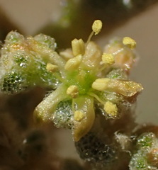 Zygophyllum