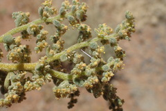 Zygophyllum