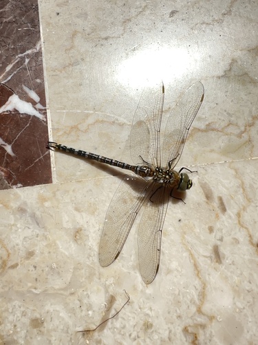 Migrant Hawker