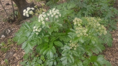 Lecokia cretica