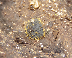 Holacanthella paucispinosa