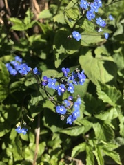 Brunnera