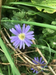 Anemonoides apennina