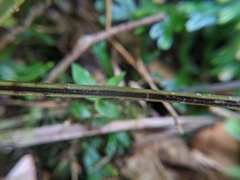 Plagiogyria falcata