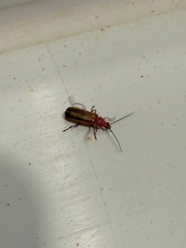 Common Red Soldier Beetle