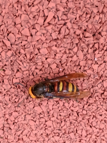 Black-tailed Hornet