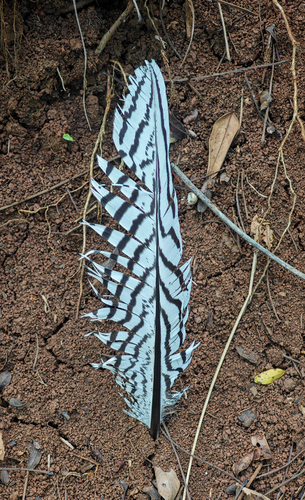 Silver Pheasant