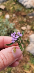 Lamiaceae