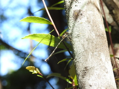 Episynlestes albicaudus