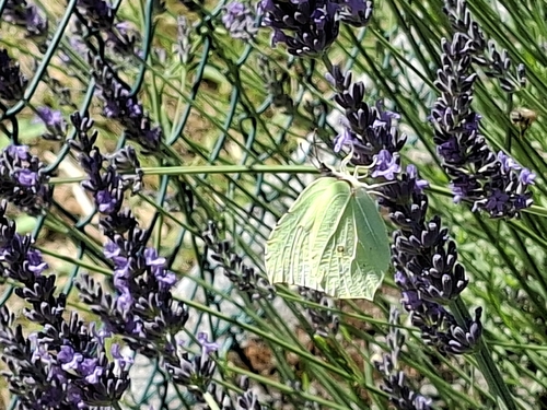 Common Brimstone