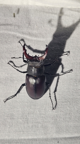 European Stag Beetle