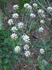 Noccaea macrantha