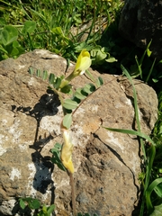 Vicia sericocarpa