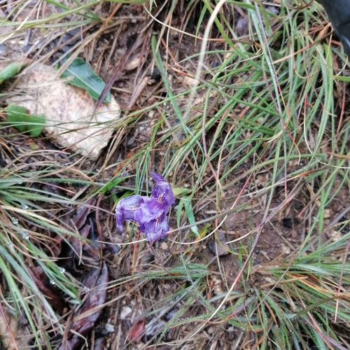 Iris pandurata