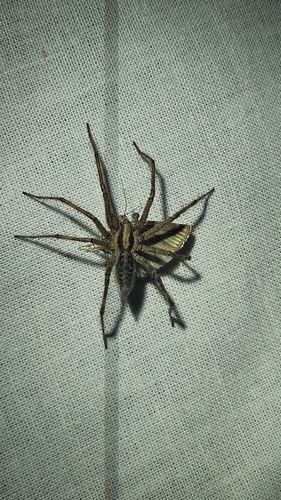 Labyrinth spider
