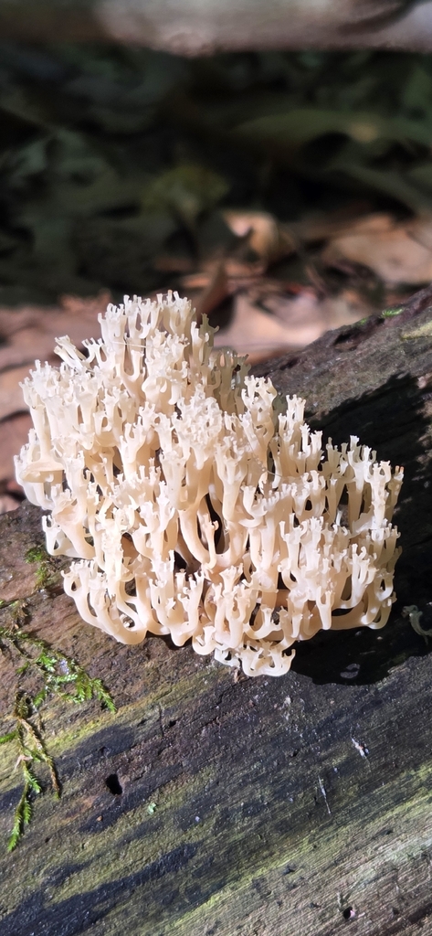 crown-tipped coral fungus · June 2026 · photo: Photo: (c) WF_MI, some rights reserved (CC BY) · iNaturalist