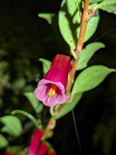 Paphia meiniana