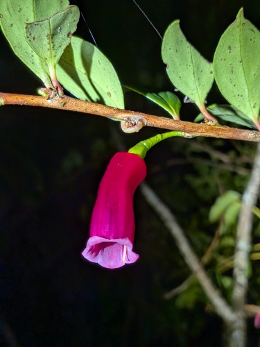 Paphia meiniana, photograph 2