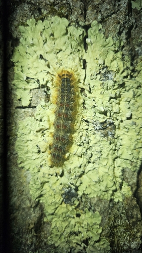 Spongy Moth