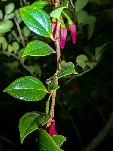 Paphia meiniana, photograph 3