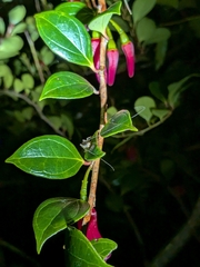 Paphia meiniana, photograph (c) Matt B, some rights reserved (CC BY)
